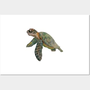 Sea turtle Posters and Art
